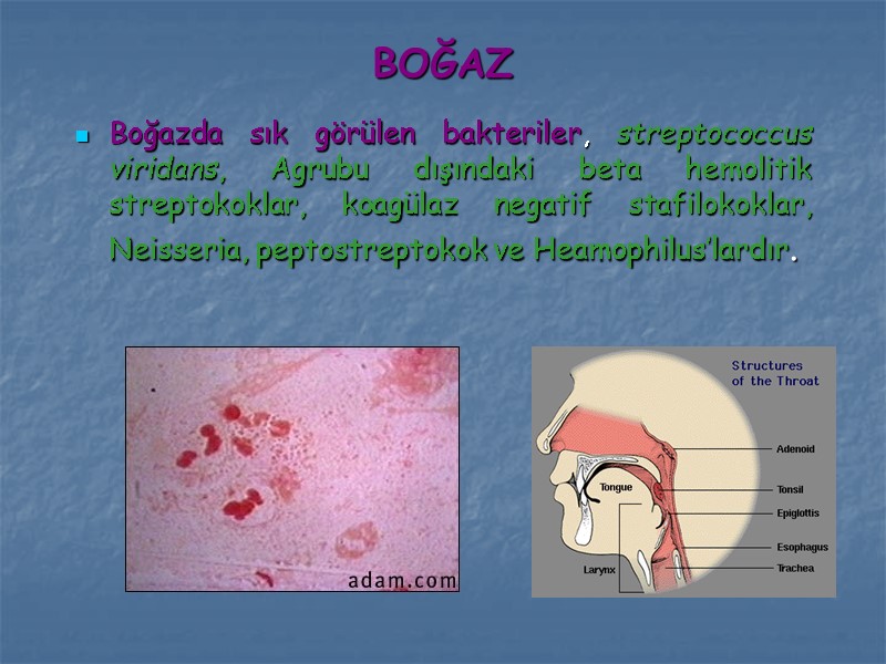 BOĞAZ Boğazda sık görülen bakteriler, streptococcus viridans, Agrubu dışındaki beta hemolitik streptokoklar, koagülaz negatif